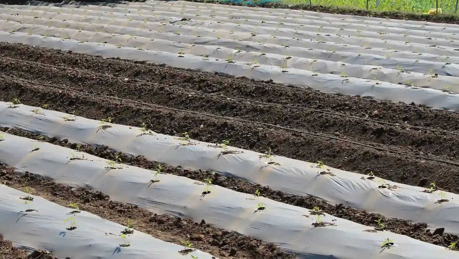 Water Harvesting