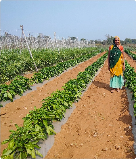 Drinking Water Schemes