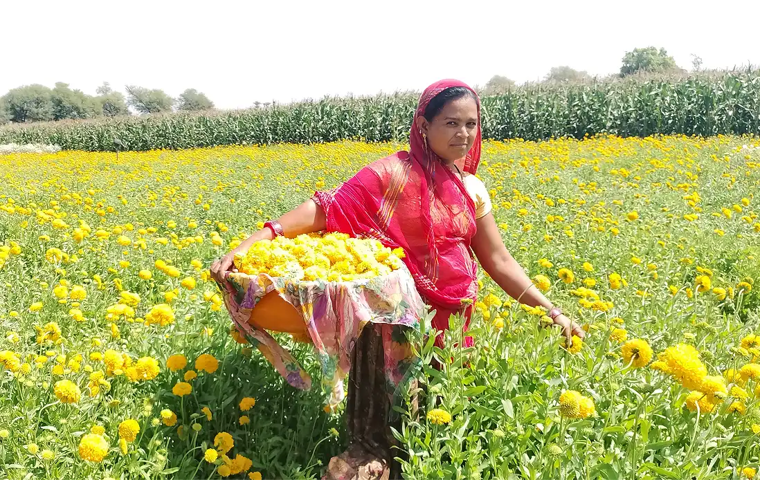 Farm Lady